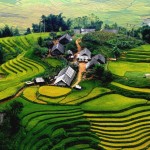 Sapa-Rice-field