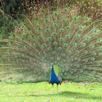 The-Phu-Quoc-Safari-Zoo-Peacock