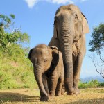The-Phu-Quoc-Safari-Zoo-elephan