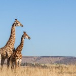 The-Phu-Quoc-Safari-Zoo-giraffe