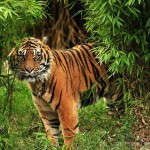 The-Phu-Quoc-Safari-Zoo-tiger